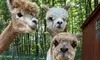 Up to 53% Off on One Hour Petting Animals & Farm Tour for One, Two, or Four at Acres of Joy Ranch