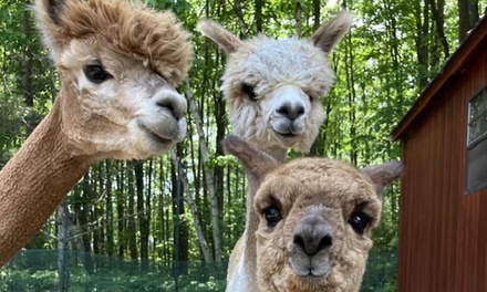 One-Hour Petting Animals and Farm Tour for 1 - Acres of Joy Ranch Little Suamico, Wisconsin 