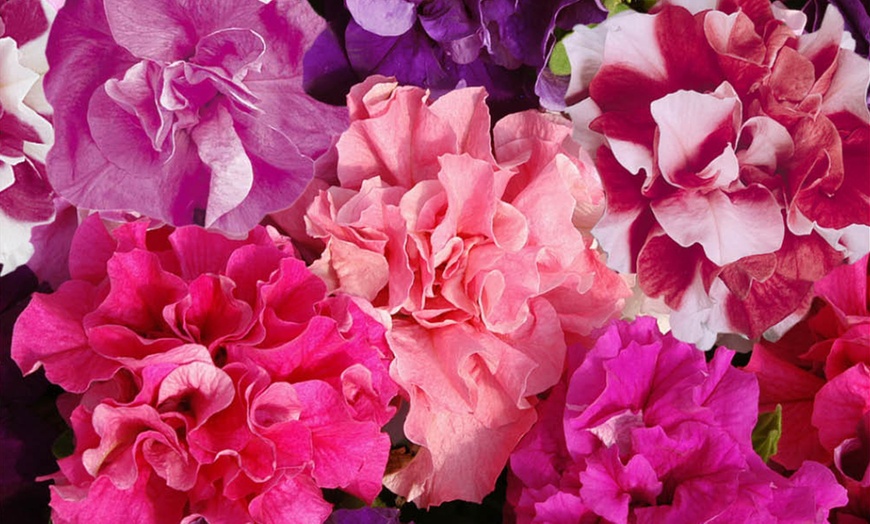 Image 3: 10 or 20 Petunia Bolero Double Flowering Plants