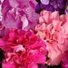 Image 3: 10 or 20 Petunia Bolero Double Flowering Plants