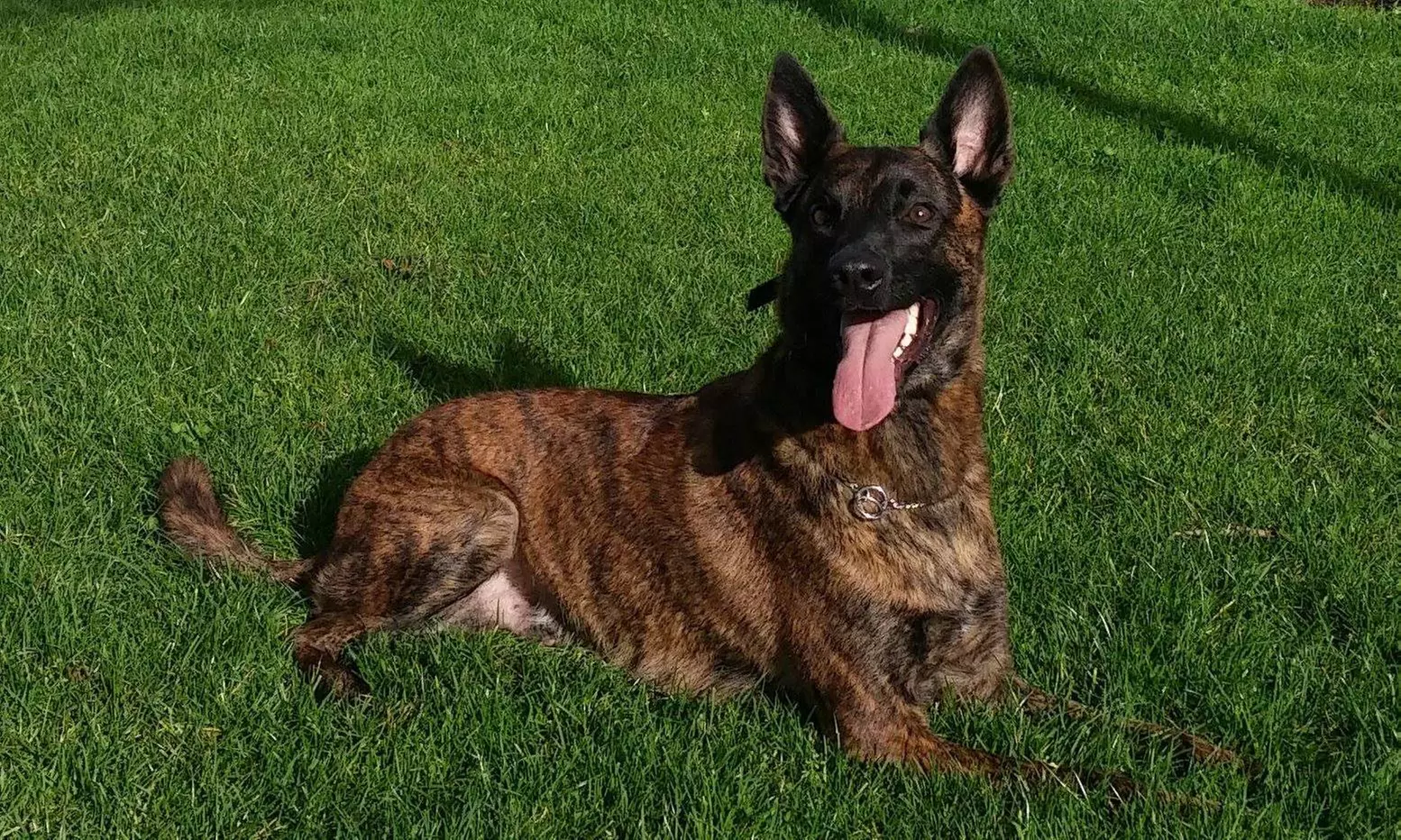 60-Minute In-Home Dog-Obedience Evaluation and Training from Animal Minds Behavior (50% Off) - Primary Image