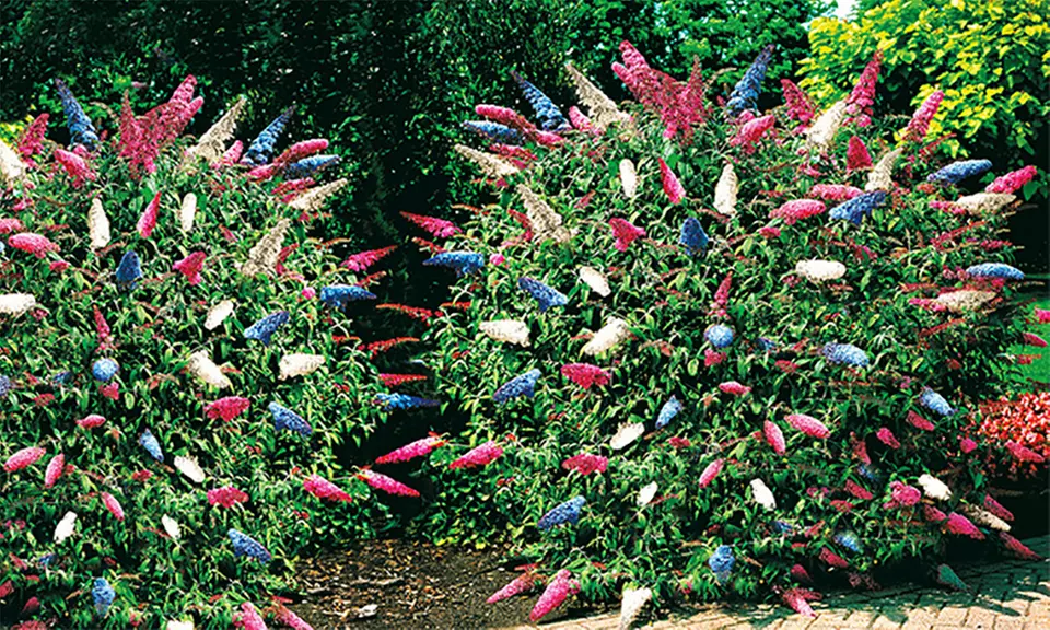 2 oder 6 Pflanzen Sommerflieder Papillion Tricolor - Primary Image