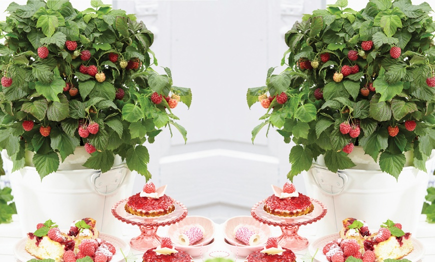 Image 1: Raspberry Growers Choice - 2ltr and 3ltr Potted Plants
