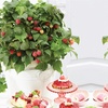 Image 1: Raspberry Growers Choice - 2ltr and 3ltr Potted Plants