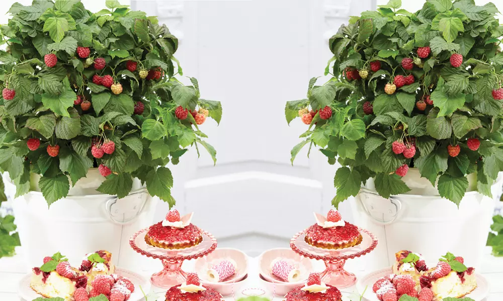 Raspberry Growers Choice - 2ltr and 3ltr Potted Plants - Primary Image