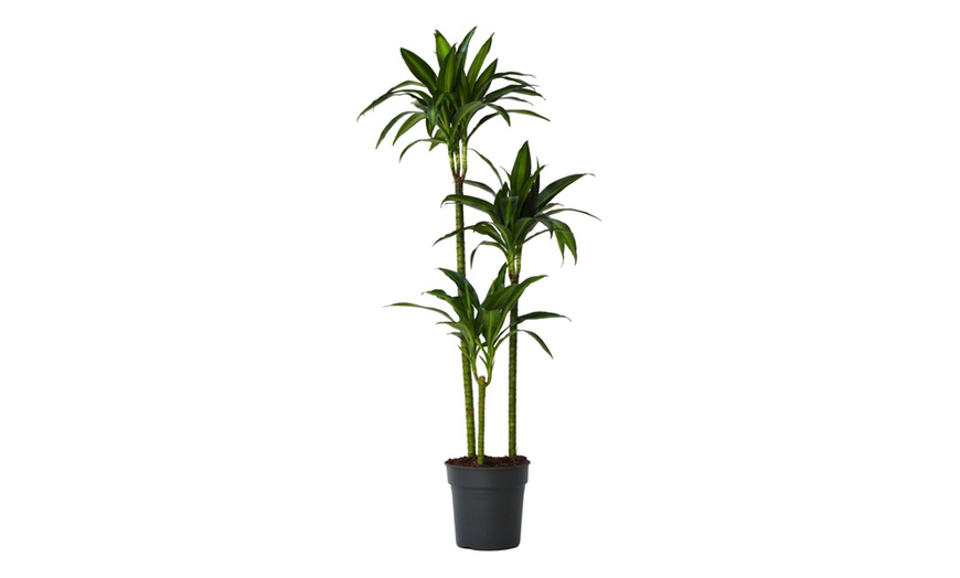 Image 3: Plante Dracaena 