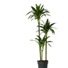 Image 3: Plante Dracaena 