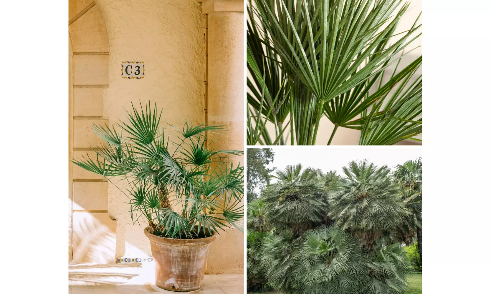 1x oder 2x Zwergpalme in mittel oder groß - Primary Image