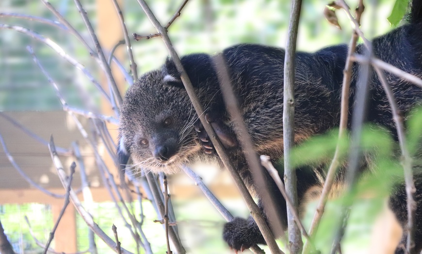 Image 9: Zoo Entry: Child £7.95, Adult £11.45 at Dudley Zoo and Castle