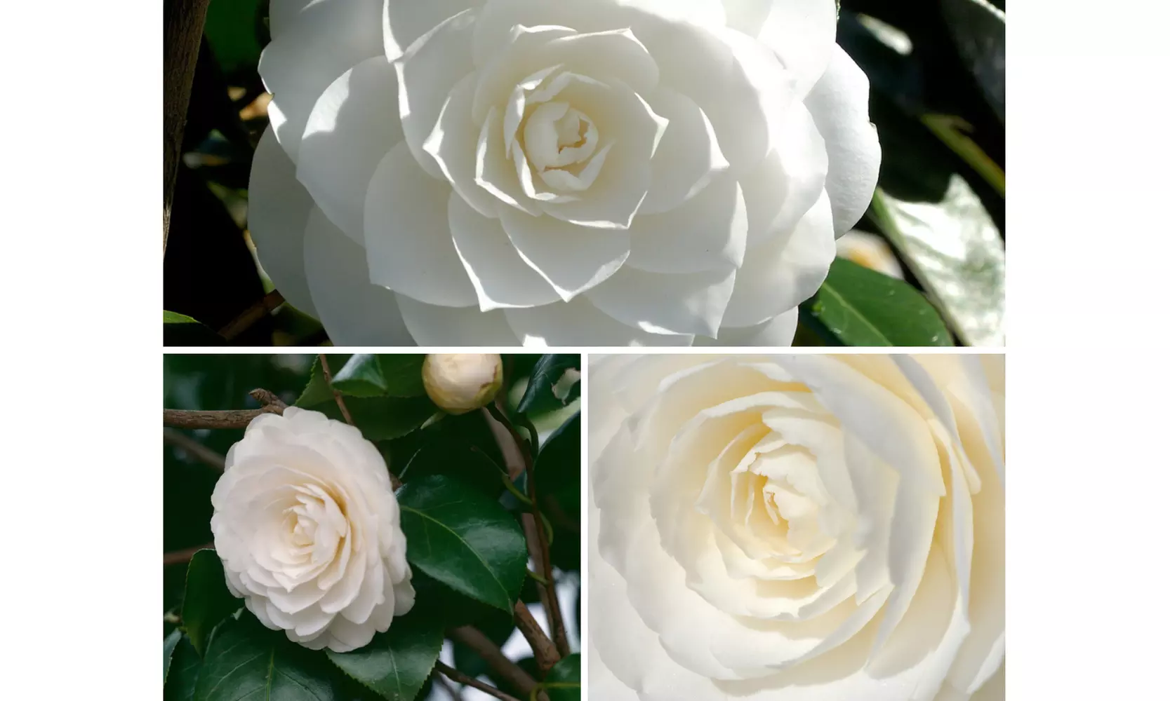 1 oder 2 japanische Rosen-Sträucher "Camellia japonica" XL