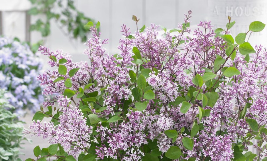 Image 4: Purple Scented Lilac - 1 or 2 Potted Plants