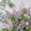 Image 4: Purple Scented Lilac - 1 or 2 Potted Plants
