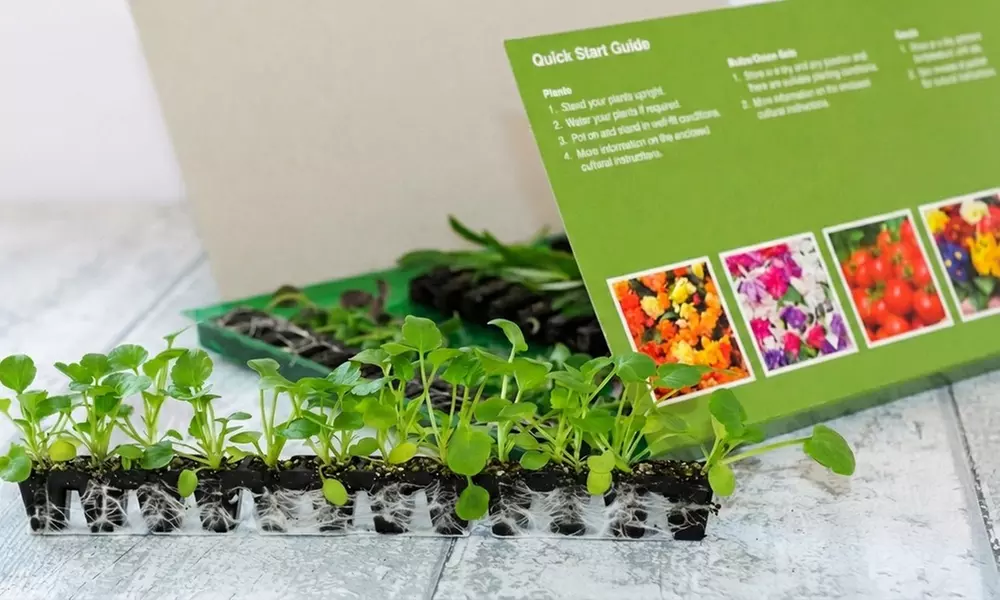 Up to 42 Petunia 'Superbissima Triumph Mix' Plants