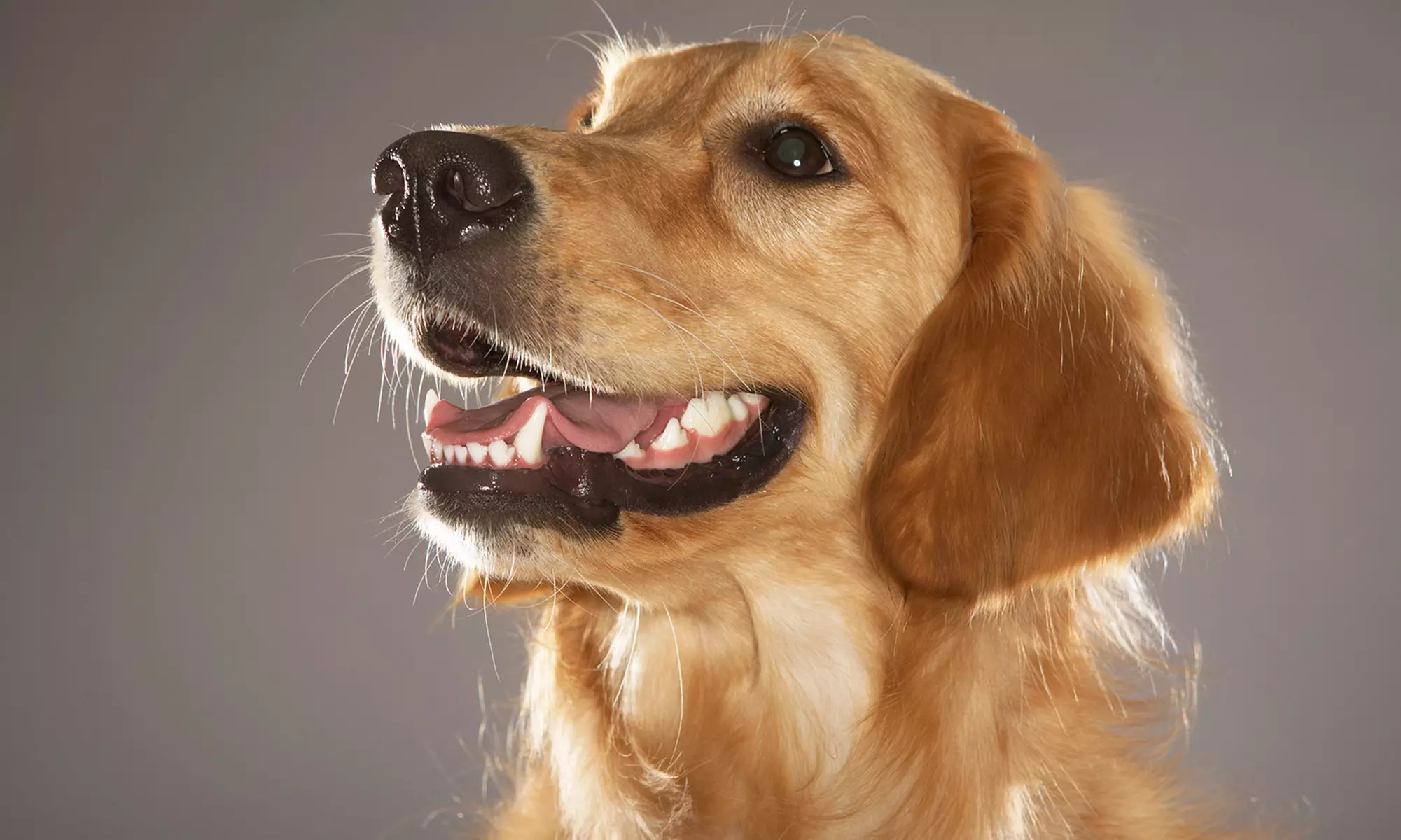 $35 for a Wellness Exam and Heartworm Test at Utopia Animal Hospital ($75 Value) - Primary Image