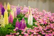 Mixed Lupin Russell Hybrid - 6, 12 or 24 Plants - Second Medium