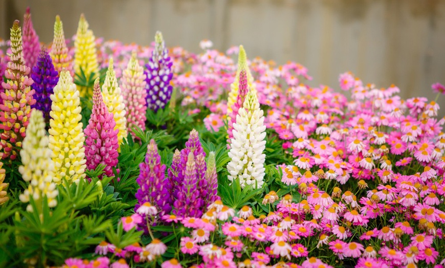 Image 2: Mixed Lupin Russell Hybrid - 6, 12 or 24 Plants