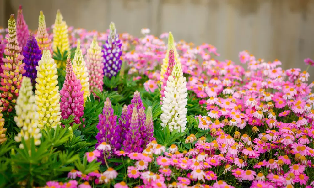 Mixed Lupin Russell Hybrid - 6, 12 or 24 Plants