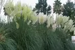Ornamental Grass Plants - Quart, 1 or 3 Gallon Sizes | Hardy, Low-Maintenance & Year-Round Outdoor Beauty, Free Shipping (Up to 15% Off) - Second Medium