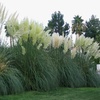 Image 5: Ornamental Grass in Quart, 1 Gallon, and 3 Gallon Sizes - Multiple Varieties with Free Shipping (Up to 24% Off)