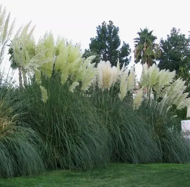 Ornamental Grass in Quart, 1 Gallon, and 3 Gallon Sizes - Multiple Varieties with Free Shipping (Up to 24% Off)
