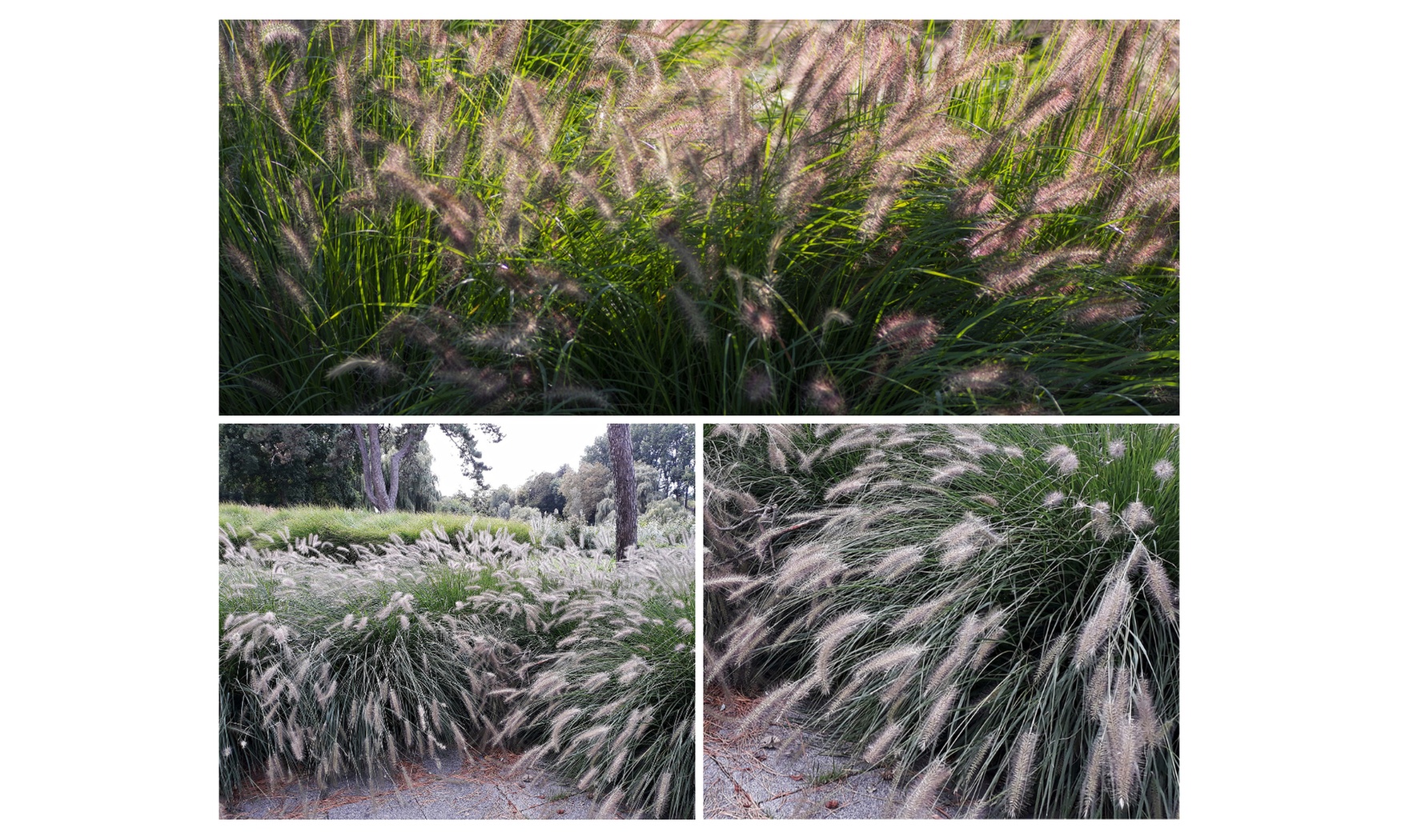 4x oder 8x Lampenputzergras