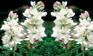 Polianthes Tuberosa ‘The Pearl’ - 5, 10 or 15 Bulbs