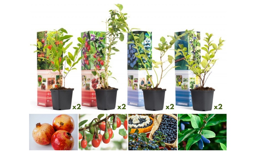 Image 2: Lot de 4 ou 8 plantes fruitières