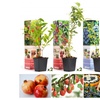 Image 2: Lot de 4 ou 8 plantes fruitières