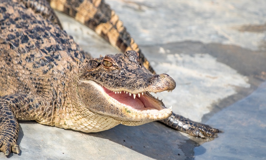 Image 22: Big Rivers Waterpark & Adventures Invites for November Fun 