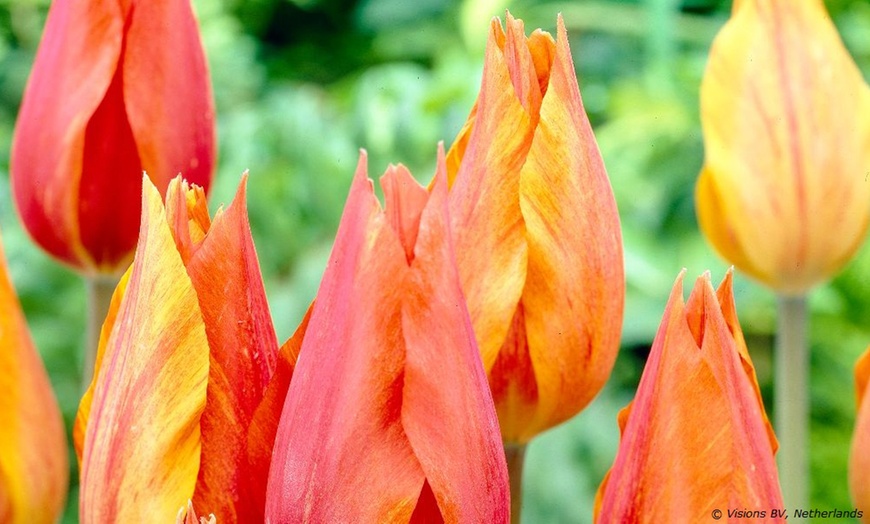 Image 4: Sunset-Coloured Tulip Bulb Collection 