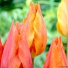 Image 4: Sunset-Coloured Tulip Bulb Collection 