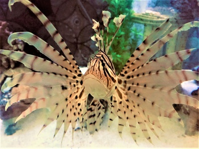 General Admission for 2 People - Team ECCO Ocean Center & Aquarium - Hendersonville