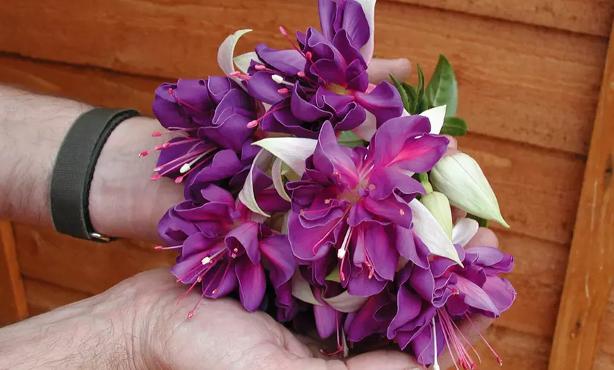 Image 9: Up to 100 Fuchsia Giant Mixed Collection Plants