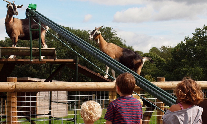 Image 6: Meet Father Christmas at Godstone Farm