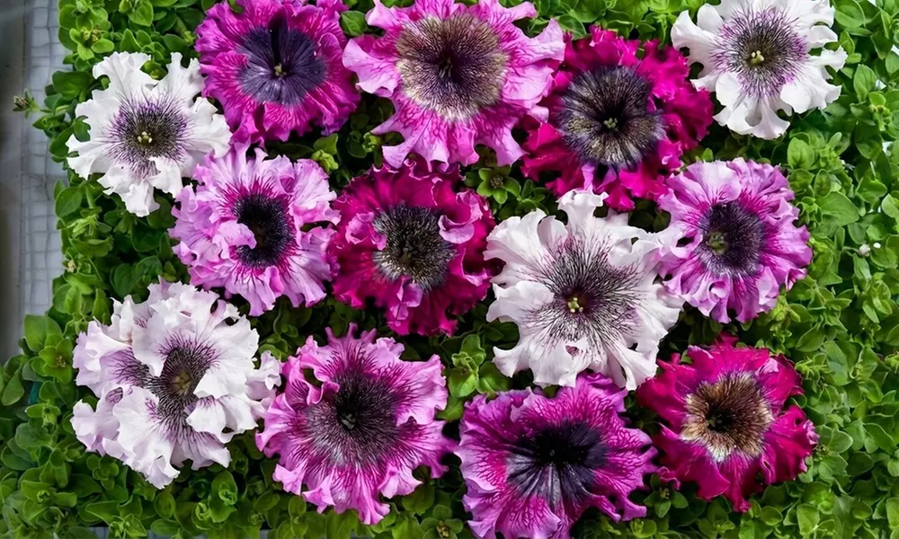 Up to 42 Petunia 'Superbissima Triumph Mix' Plants