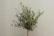1x oder 2x winterharter Olivenbaum, inkl. Versand - Second Medium