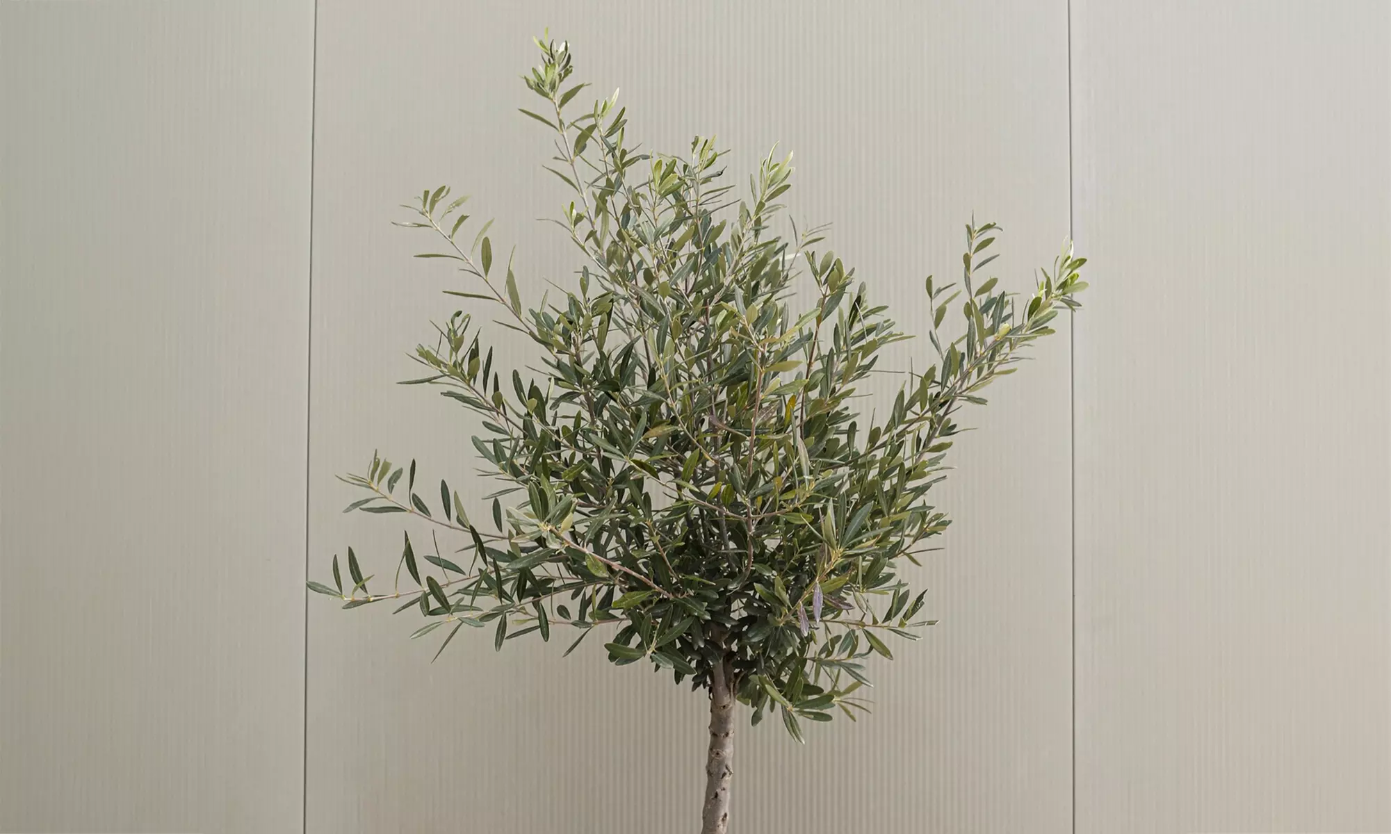 1x oder 2x winterharter Olivenbaum