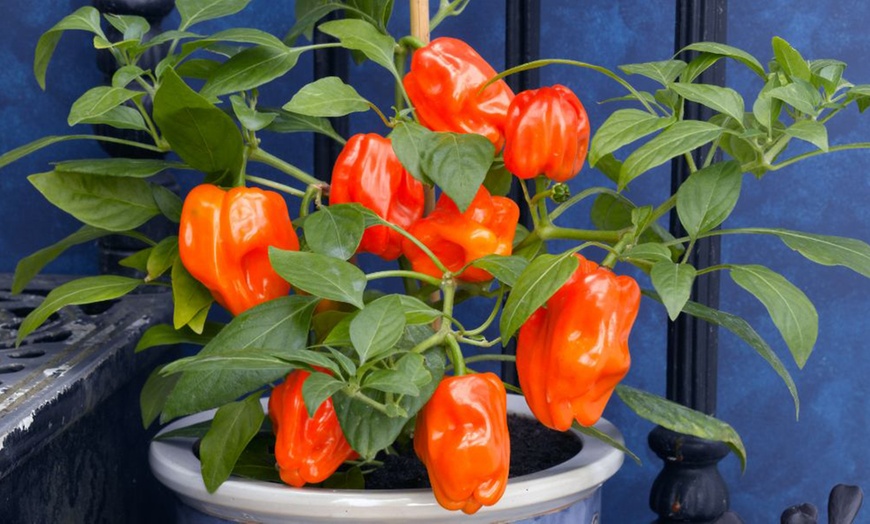 Image 13: Small Space Vegetable Plants - 3 or 6 Potted Plants