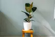 1 ou 2 plants de Ficus Elastica Robusta 50-60 cm, livrés en pot - Image 2