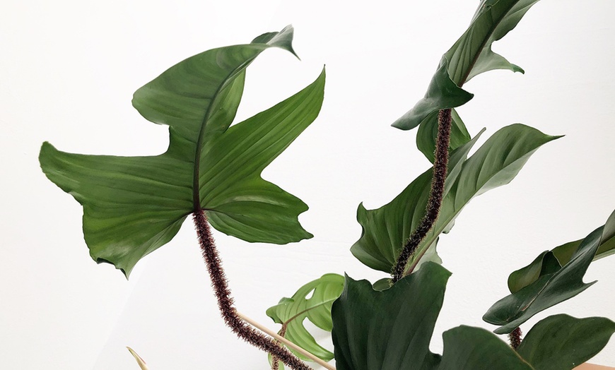 Image 3: Kamerplant 'Philodendron Florida'