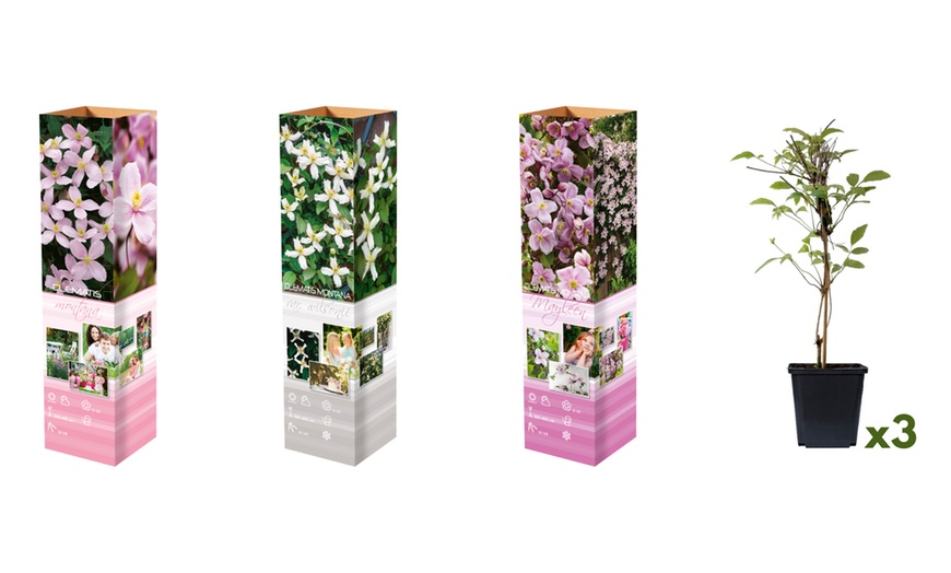 Image 5: Lot de 3 Clematis au choix