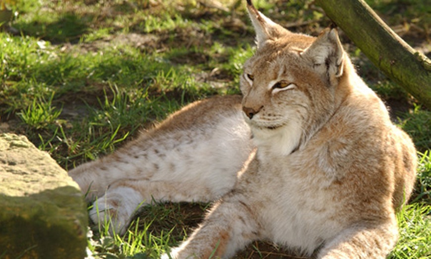 Shepreth Wildlife Park in - Shepreth | Groupon