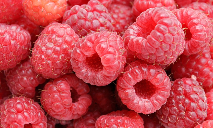 Image 1: Raspberry Bare Root Canes