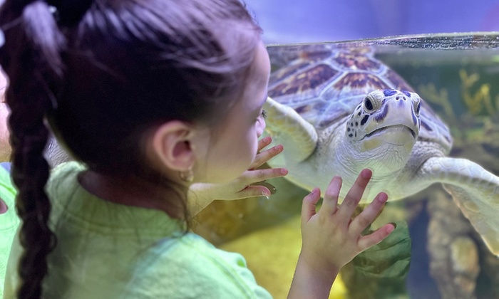 Explore the Wonders of the Sea at San Antonio Aquarium