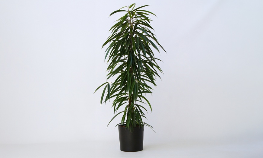 Image 3: Plant de ficus