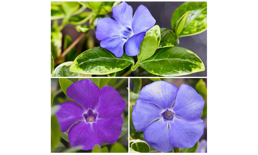 Image 1: Periwinkle Flower Collection