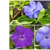 Image 1: Periwinkle Flower Collection