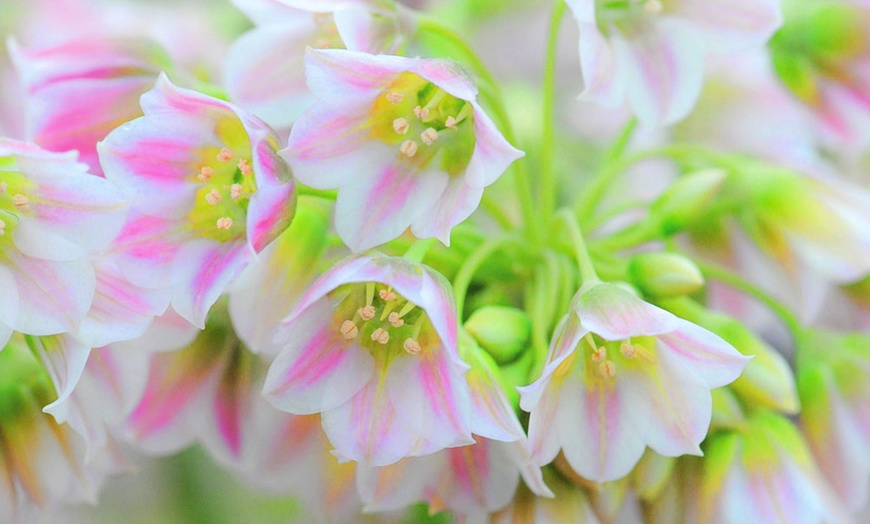 Image 3: Nectaroscordum Siculum Bulbs