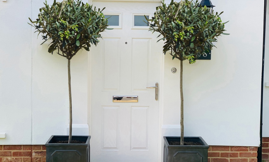 Image 9: Olive Standard Tree – 1 or 2 Plants with Optional Patio Pot
