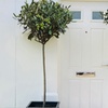 Image 9: Olive Standard Tree – 1 or 2 Plants with Optional Patio Pot